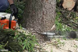 Reliable Turley, OK Tree Services Solutions