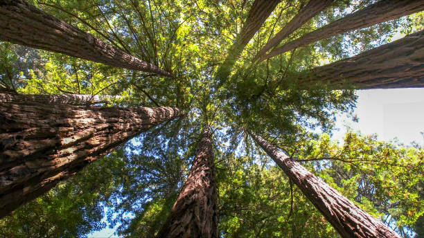 Best Tree Preservation Services  in Turley, OK