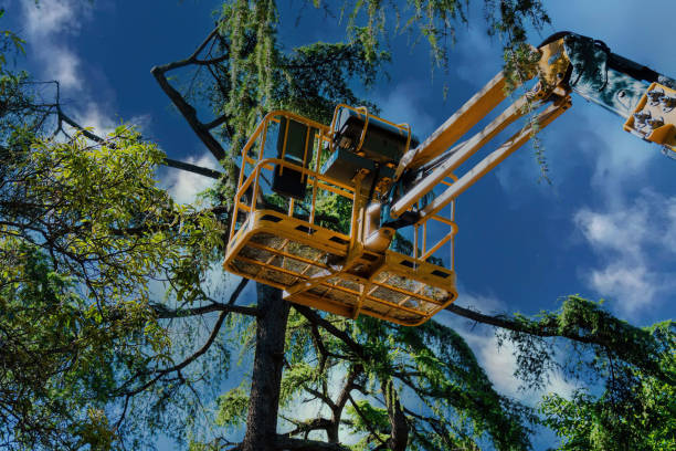 Best Tree Cabling and Bracing  in Turley, OK