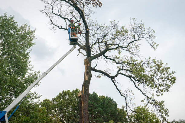 Best Fruit Tree Pruning  in Turley, OK