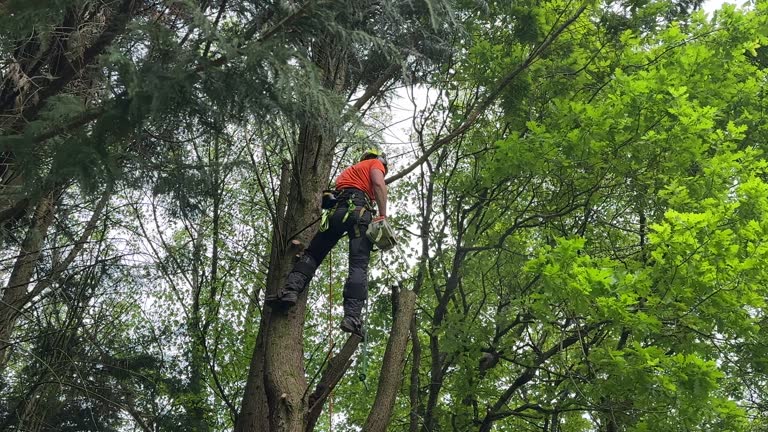 Best Arborist Consultation Services  in Turley, OK