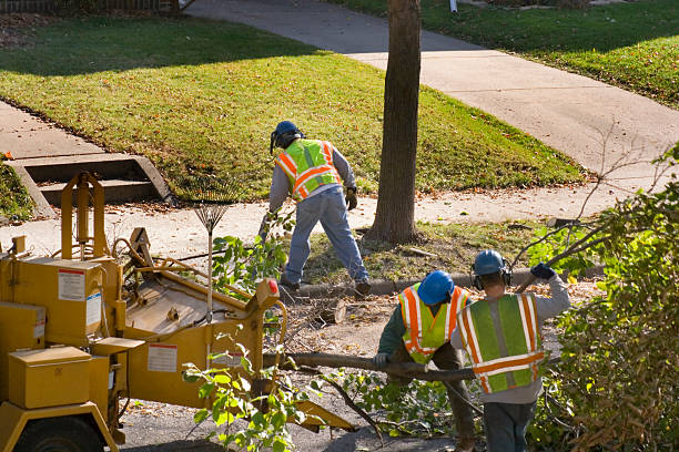 How Our Tree Care Process Works  in  Turley, OK
