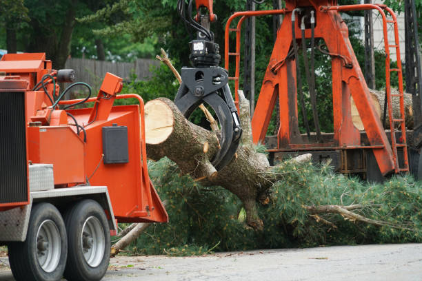 Best Leaf Removal  in Turley, OK