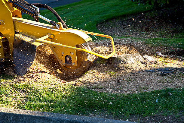 Best Root Management and Removal  in Turley, OK